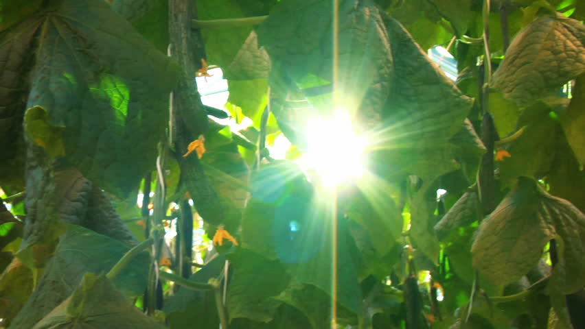 Hothouse cucumbers 