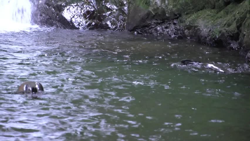 Kaikoura, New Zealand October 2012. During breading season young seal pups make there way up the Ohau stream to the water fall, so they can get away from their domineering mums 