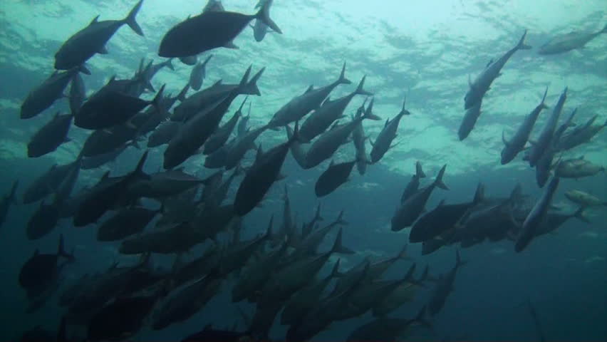 A huge school of silver trevally on the great barrier reef Australia.