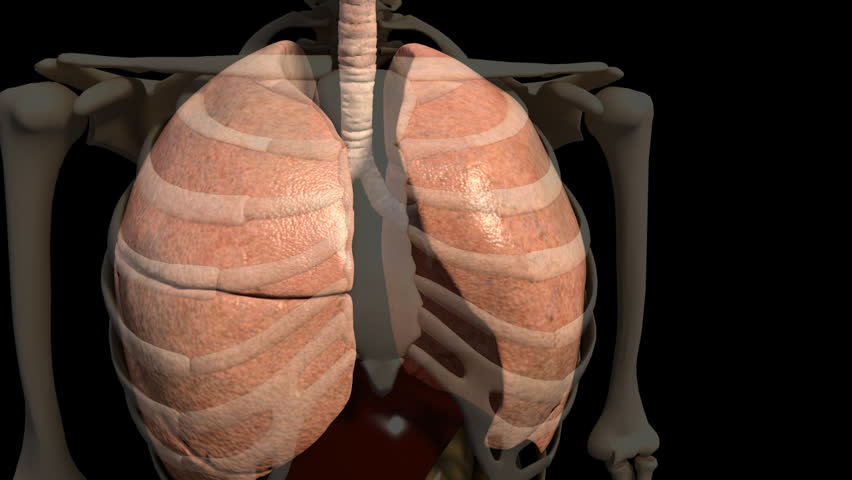 transparent 3D video of anterior human lungs breatthing, starting from left lung zooming out of abdomen and panning to right with introduction of necrotic tissue in black ue to smoking or emphysema