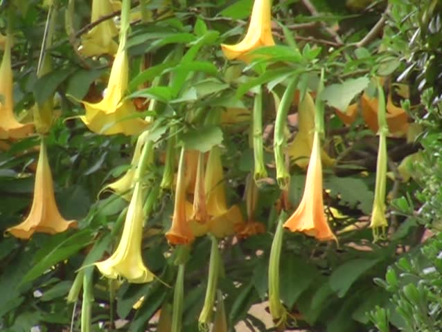 trumpet flower