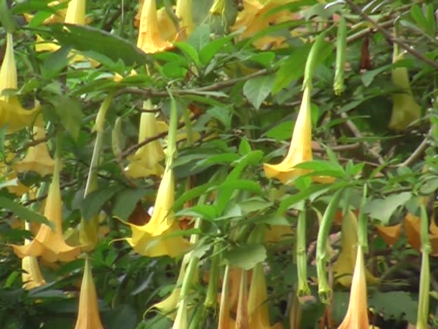trumpet flower