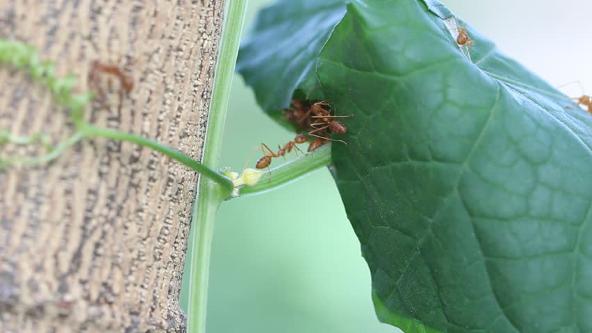 Red weaver ant movement in their habitat
