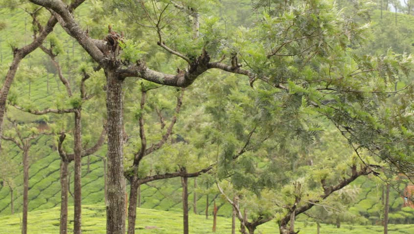 Tea plantations. Munnar, Kerala, India 