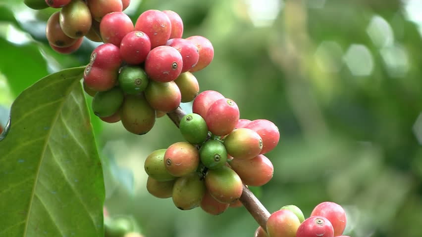Coffee cherries (beans) ripening on a coffea tree branch (closeup)