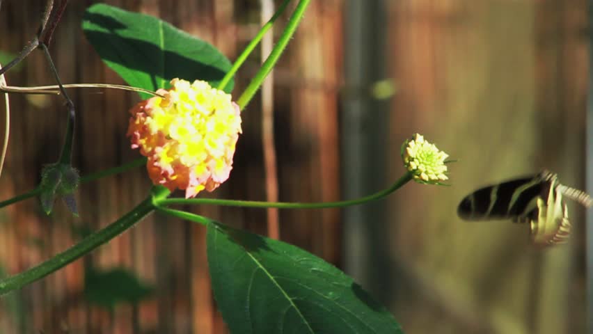Striped Butterflies in Flight - 50 Frames Per Second Slow Motion