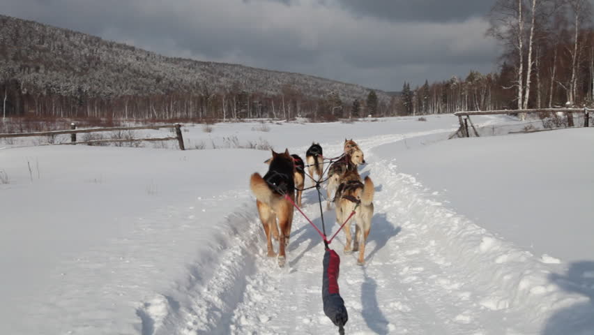 A team of Siberian sled dogs pulling a sled through the winter forest