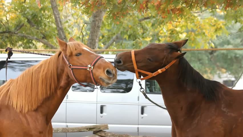 One Horse Pulls On Another Horse's Bridle Rope