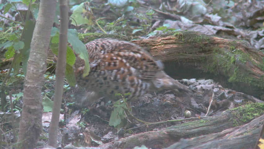 hazel grouse
