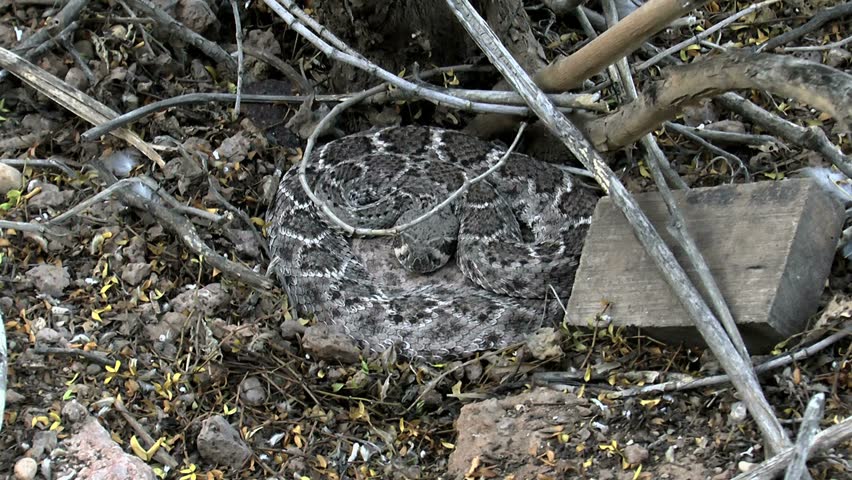 Rattlesnake, western diamondback, coiled, naps beneath desert branches, debris, zoom in, close up. 1080p