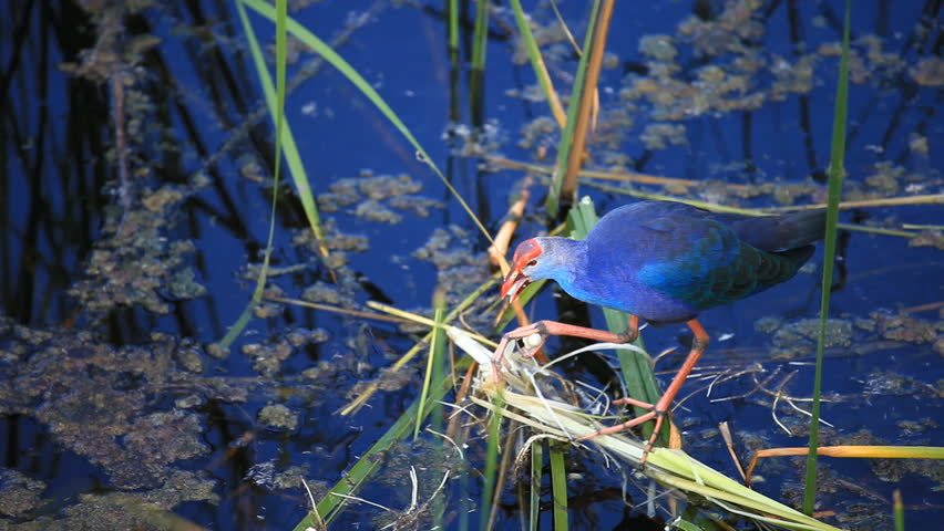 The Purple Swamp at the Khao Sam Roi Yot National Park in Thailand