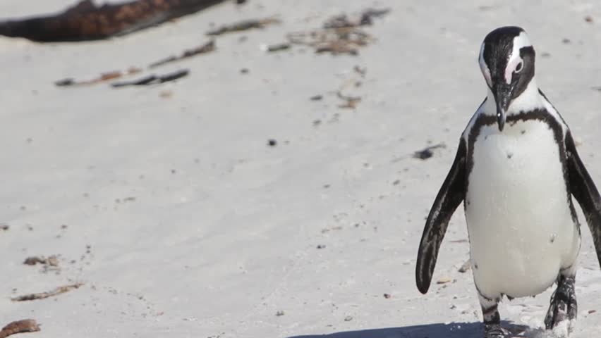Penguin walking alone