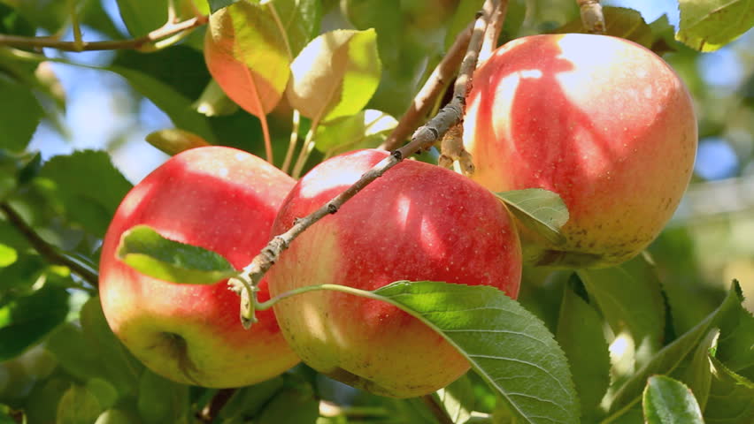 Delicious apples with blue sky in the background. Harvest apples.
