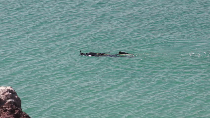 A person in a black wetsuit snorkeling along the shoreline of the ocean in clear, beautiful turquoise water.