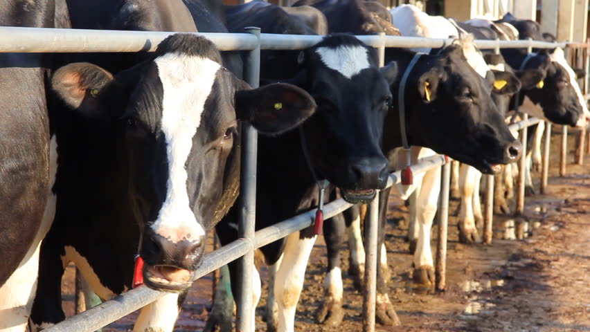 Dairy Farm, Holstein Cows on Farm
