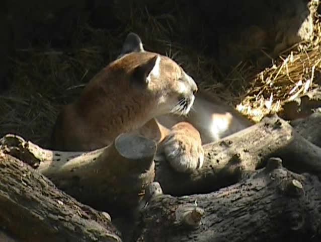 Wild Puma