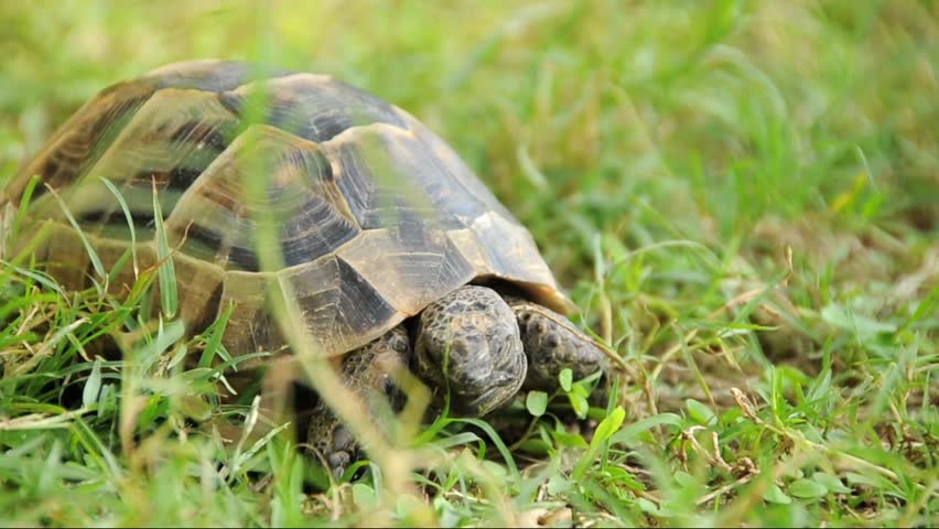 spur-thighed turtle eating