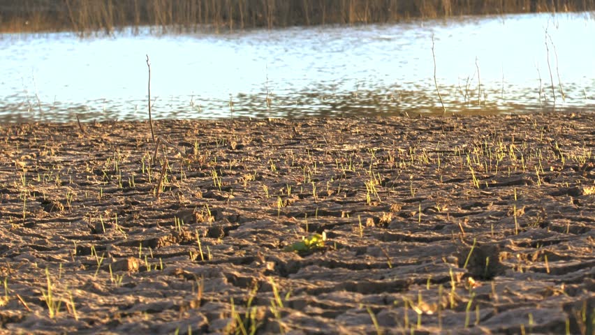 Plant shoots sprout from cracked, muddy earth abutting running stream. 1080p