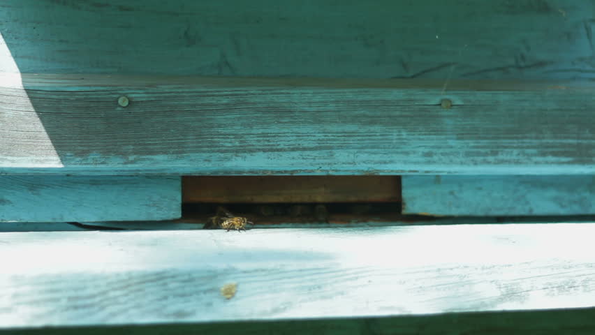 Group of honeybees flying into a beehive