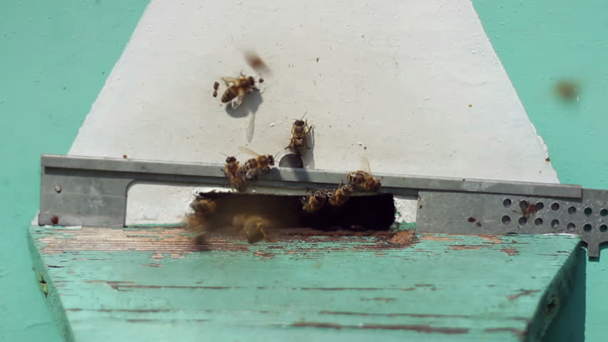 Group of honeybees flying into a beehive, closeup
