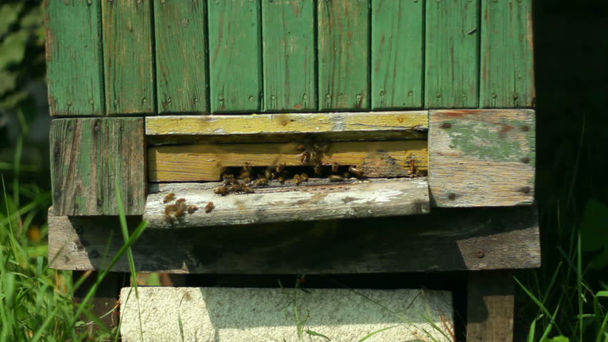 Group of honeybees flying into a beehive