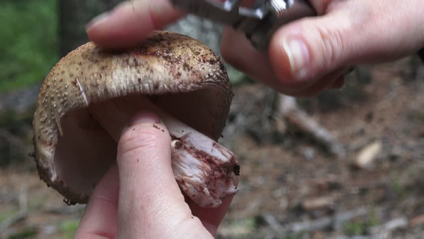 Header of Amanita rubescens