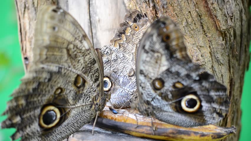 Butterfly.