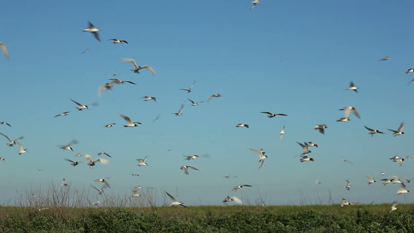 many seagulls circling over their nests 11