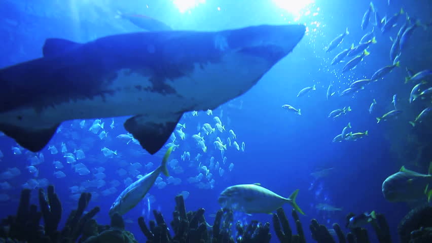Underwater background (Focus on shark)