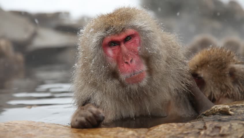 japanese snow monkeys or macaques