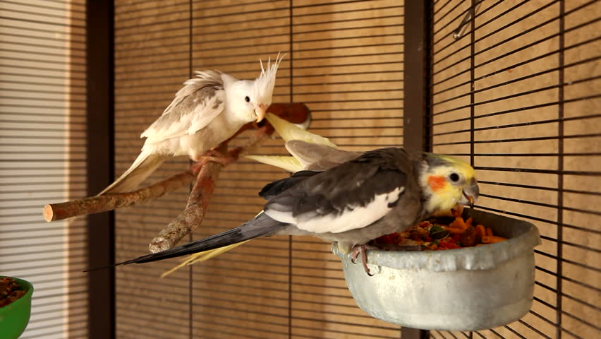 Cockatiels Feeding in their Cage Outdoors