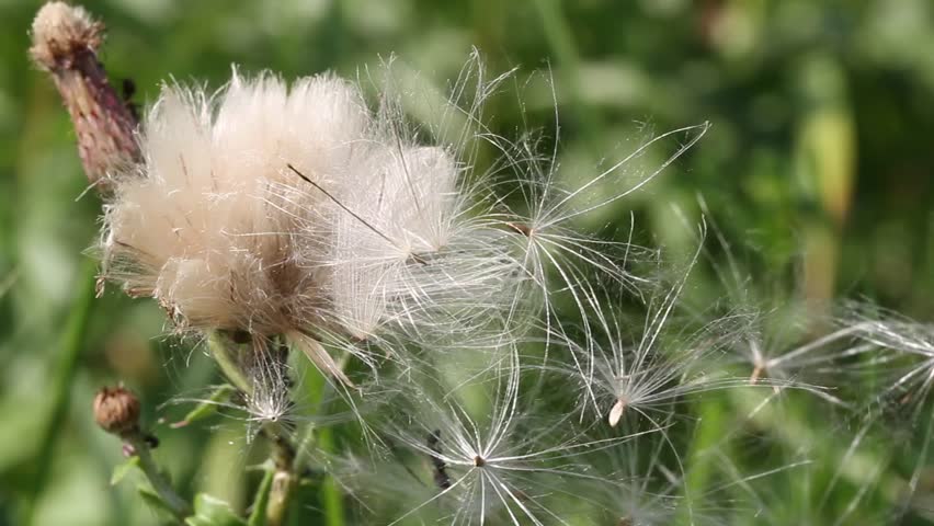 flying seed blowing by the wind