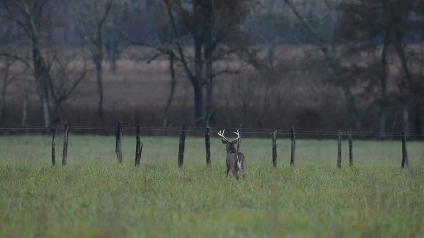 White- tailed deer bucks near a fence in an open meadow 