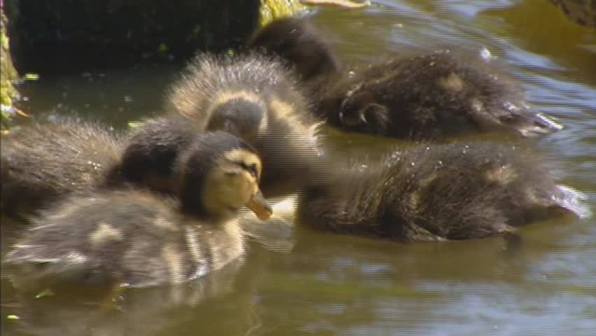 ducklings swimming with mama duck (anas platyrhynchos) - pan
