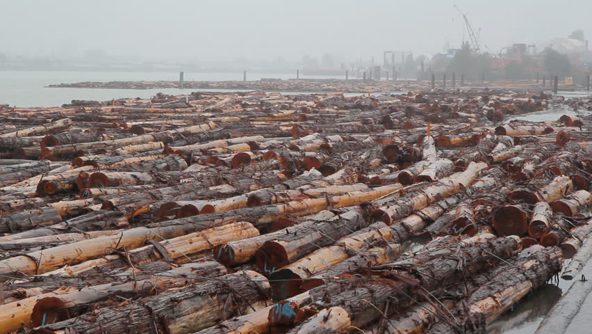 Fraser River Lumber. Wide shot.
Lumber in the Fraser River ready to go to the mill. Fraser River, Vancouver, British Columbia, Canada.
