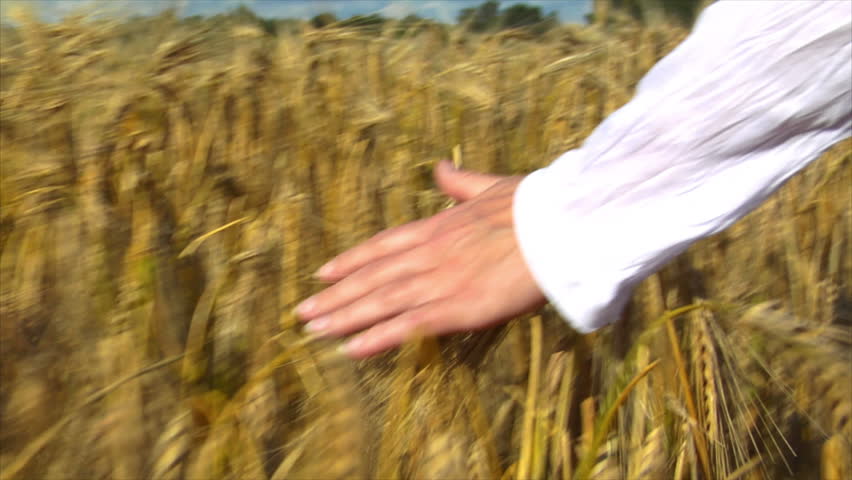 A womans hand brushing over wheat field wide. Camera ends on wheat. 10715