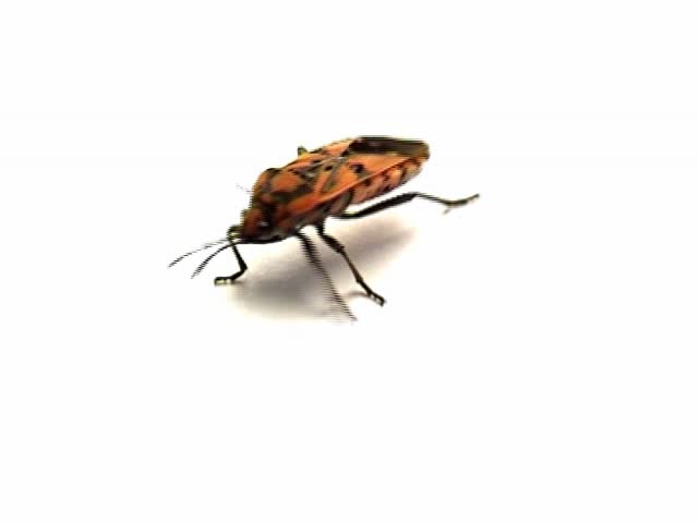 bug walking on white