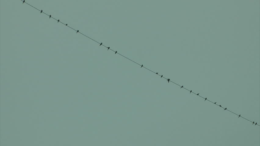 The Swallows standing on the wire