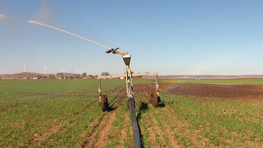 Pivot irrigation in progress on a wheat farm.
