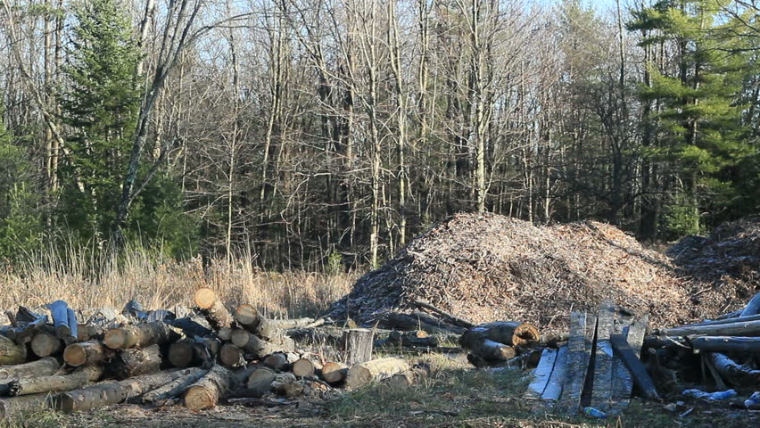 Lumberyard tree logs stacked up and large wood chip pile.