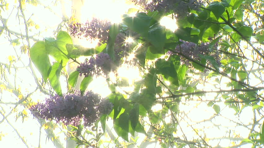 European purple lilac slowly moving in the wind with cool morning dew sprinkling behind it on sunbeams!
