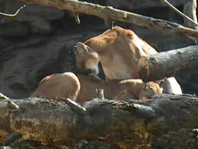 Wild Puma