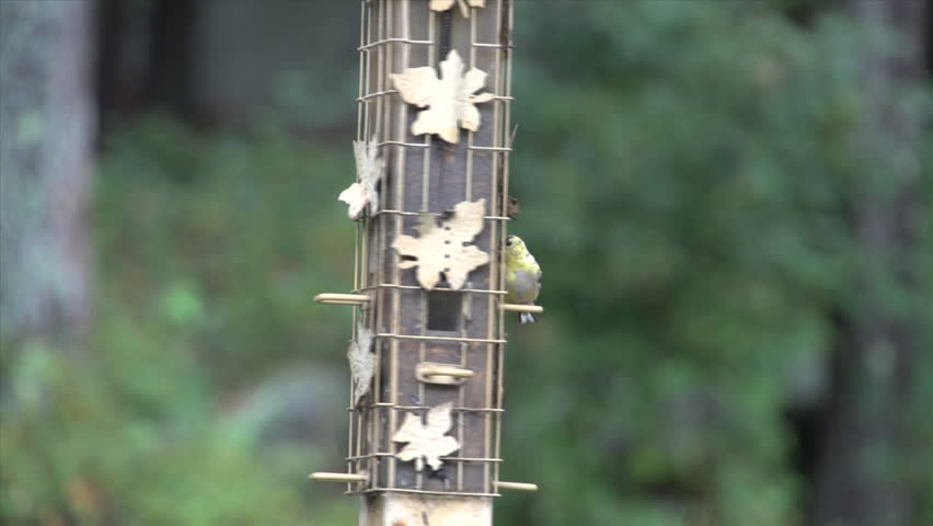 Bird Feeder