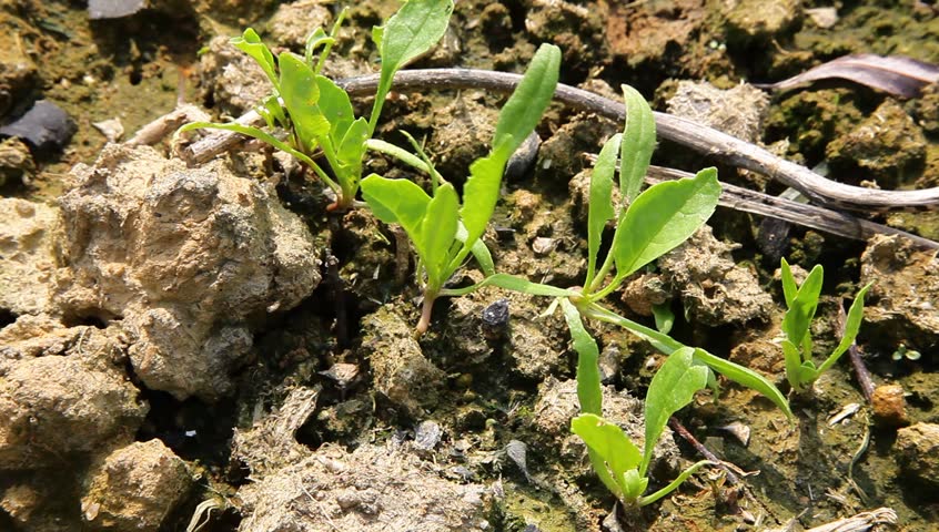 spinach sapling budding in the garden