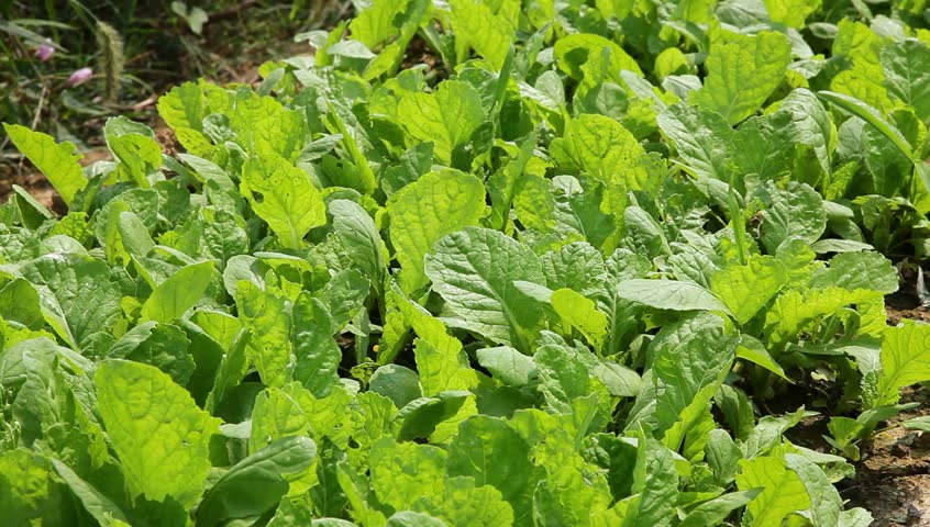 sapling of "Baby Chinese Cabbage", a kind of cabbage,also called Endive
