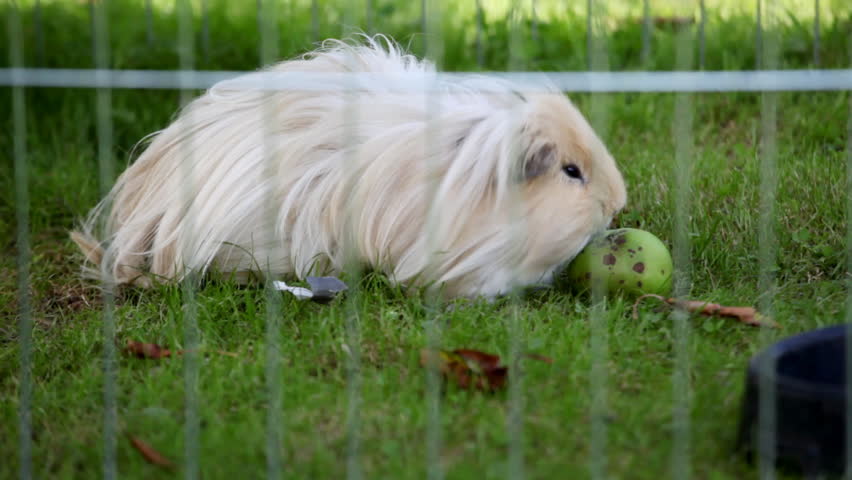  guinea pig in cage
