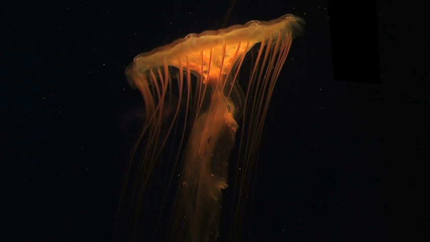 Jellyfish swimming in aquarium. 