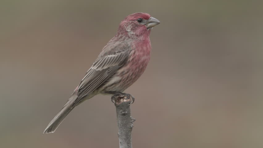 A male House Finch (Carpodacus mexicanus) perches on a tree limb in Autumn