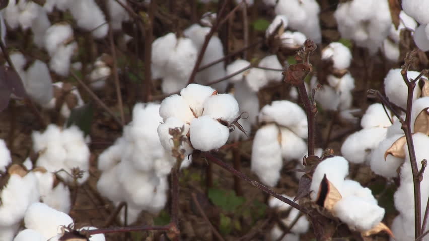 Zoom out from a closeup of a cotton boll to include a large part of the field ready for harvest.
