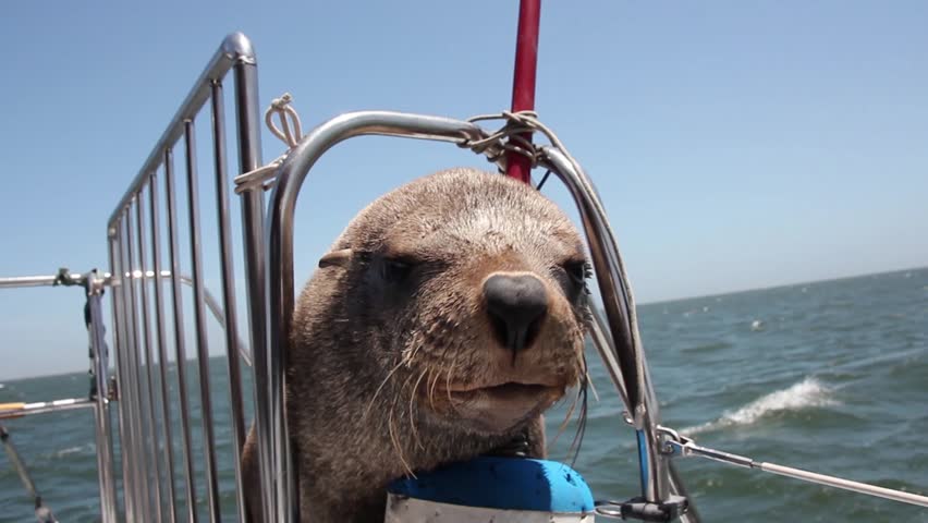 Seal sits on a swimming  boat and recovers